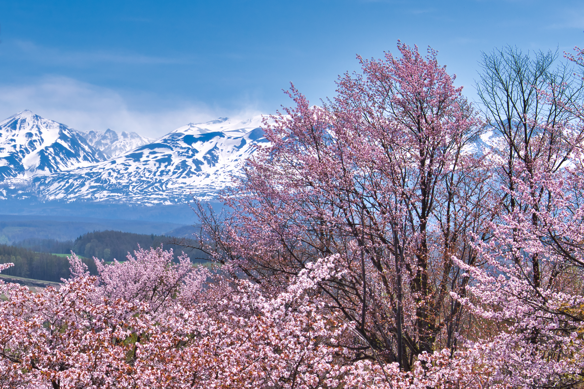 北海道の桜スポット一覧