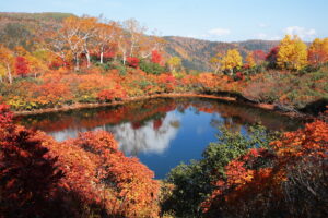 大雪高原温泉の紅葉