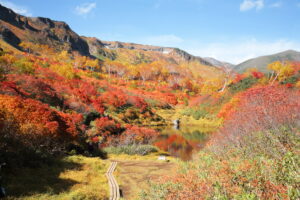 大雪高原温泉の紅葉