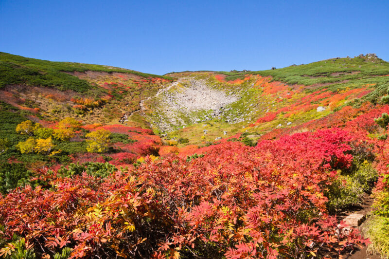 大雪高原温泉の紅葉