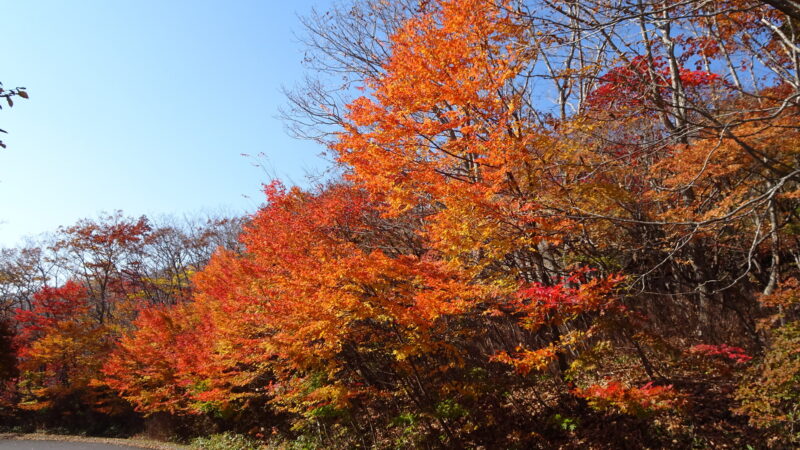 恵山つつじ公園