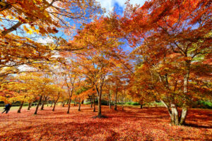 福原山荘の紅葉