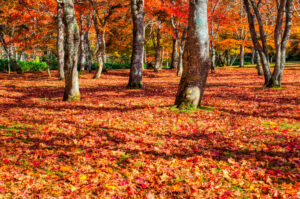 福原山荘の紅葉