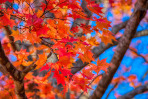 福原山荘の紅葉