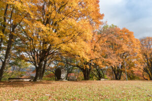 朝日ケ丘総合公園