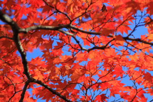 八郎沼公園の紅葉