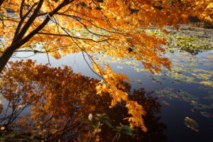 八郎沼公園の紅葉