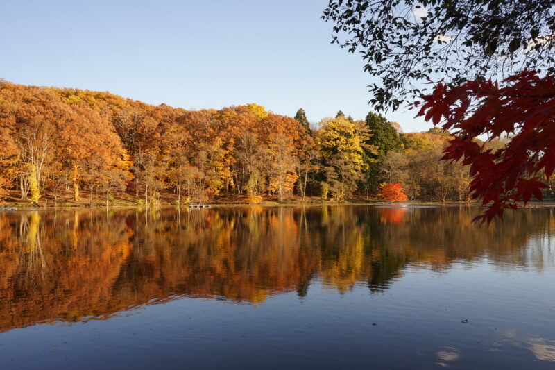 八郎沼公園の紅葉