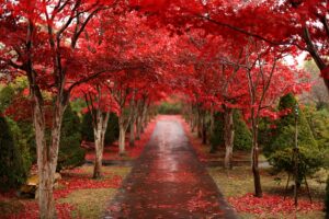 平岡樹芸センター(みどりーむ)