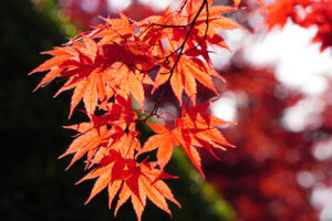 平岡樹芸センター(みどりーむ)