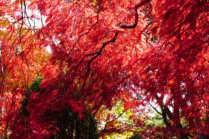 平岡樹芸センター(みどりーむ)