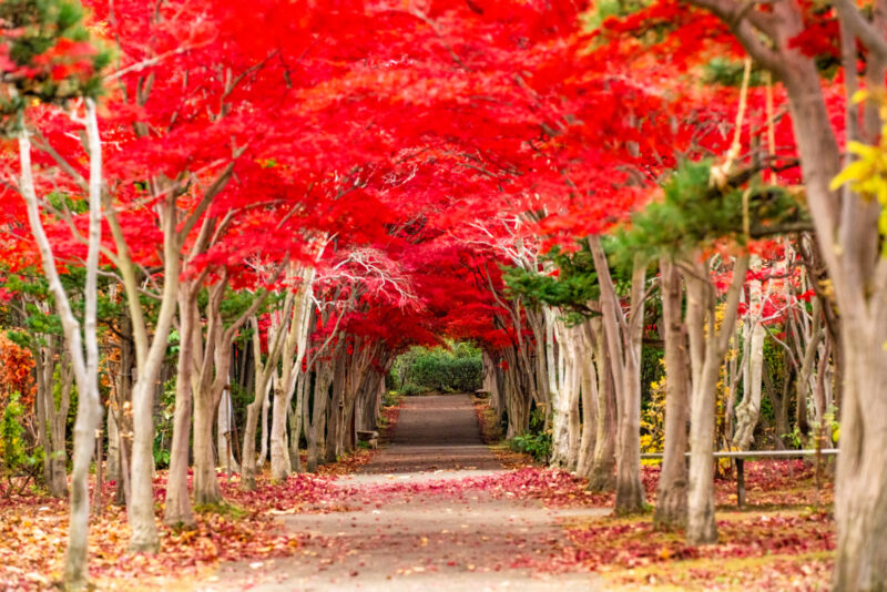 平岡樹芸センター(みどりーむ)