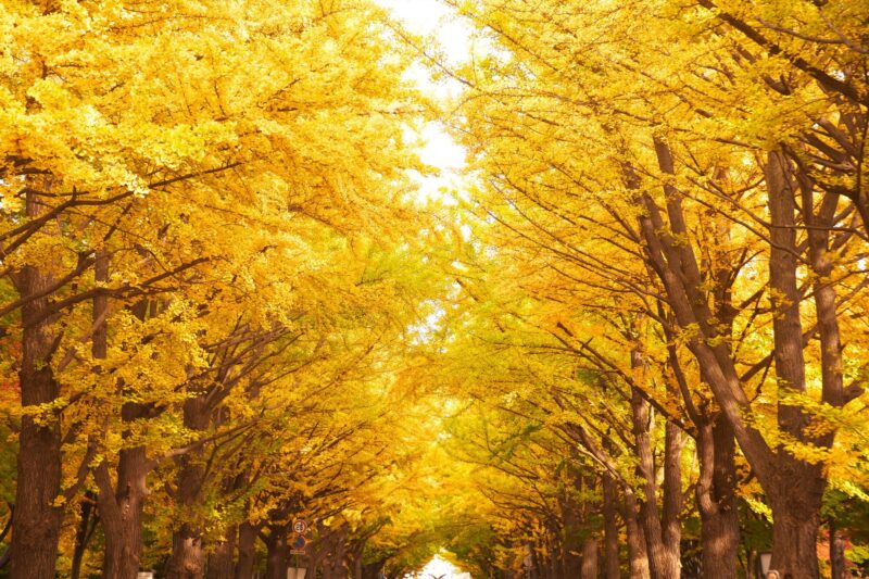 北大いちょう並木(北海道大学イチョウ並木)