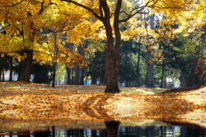 神楽岡公園の紅葉