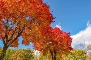 かなやま湖の紅葉