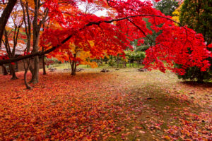 旧岩船氏庭園(函館香雪園)の紅葉