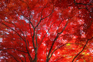 旧岩船氏庭園(函館香雪園)の紅葉