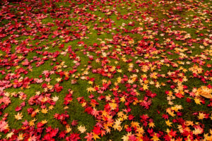 旧岩船氏庭園(函館香雪園)の紅葉