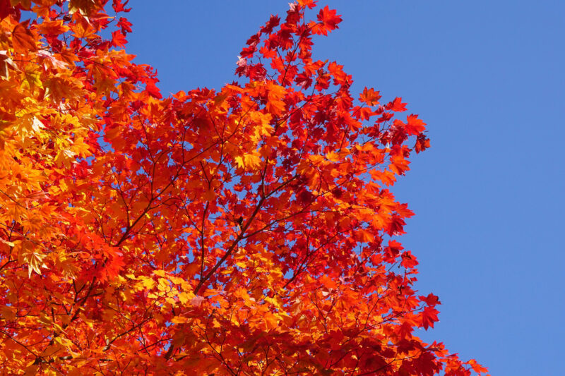 北海道札幌市厚別区の紅葉名所一覧