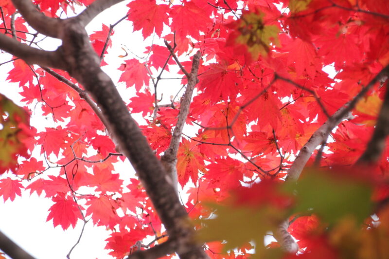 北海道江別市の紅葉名所一覧