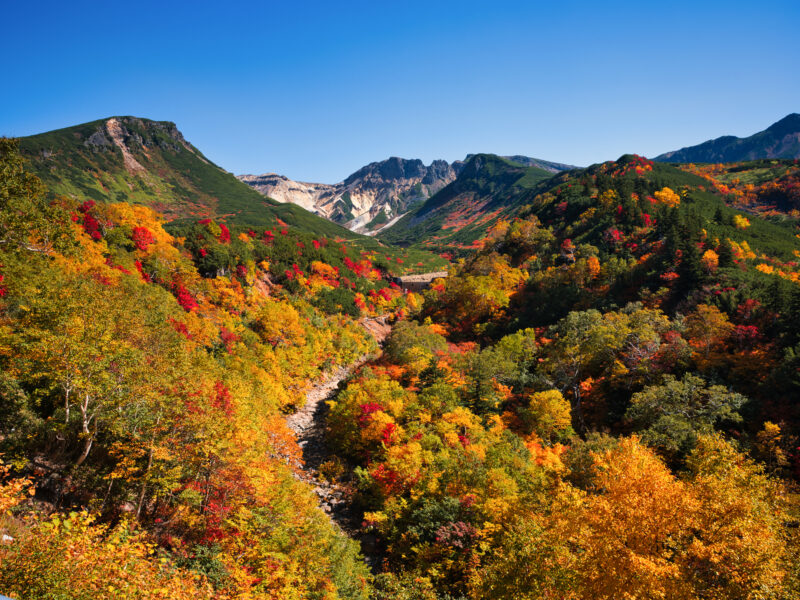 北海道上富良野町の紅葉名所一覧