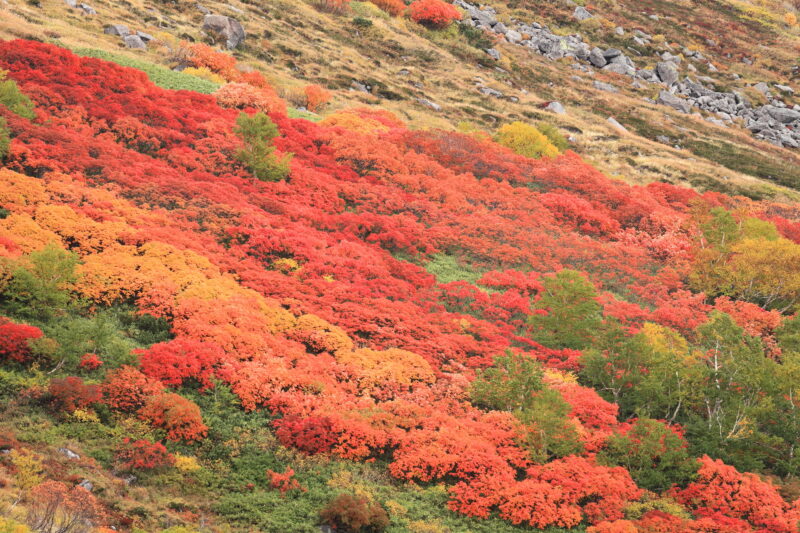 北海道上川町の紅葉名所一覧