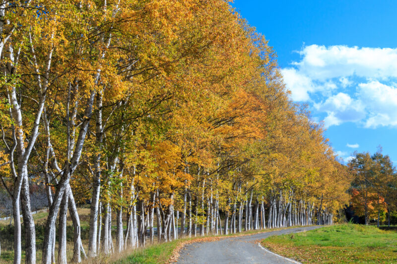 北海道三笠市の紅葉名所一覧