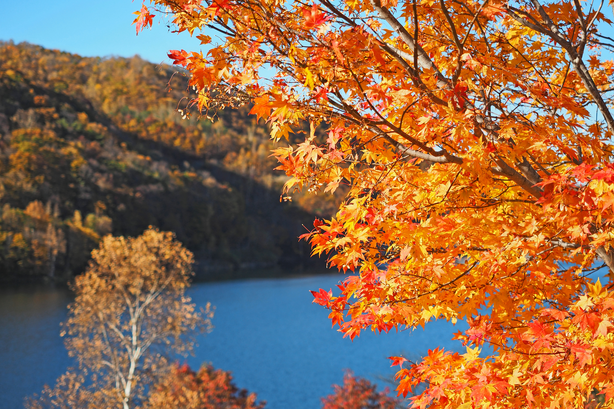 北海道小樽市の紅葉名所一覧