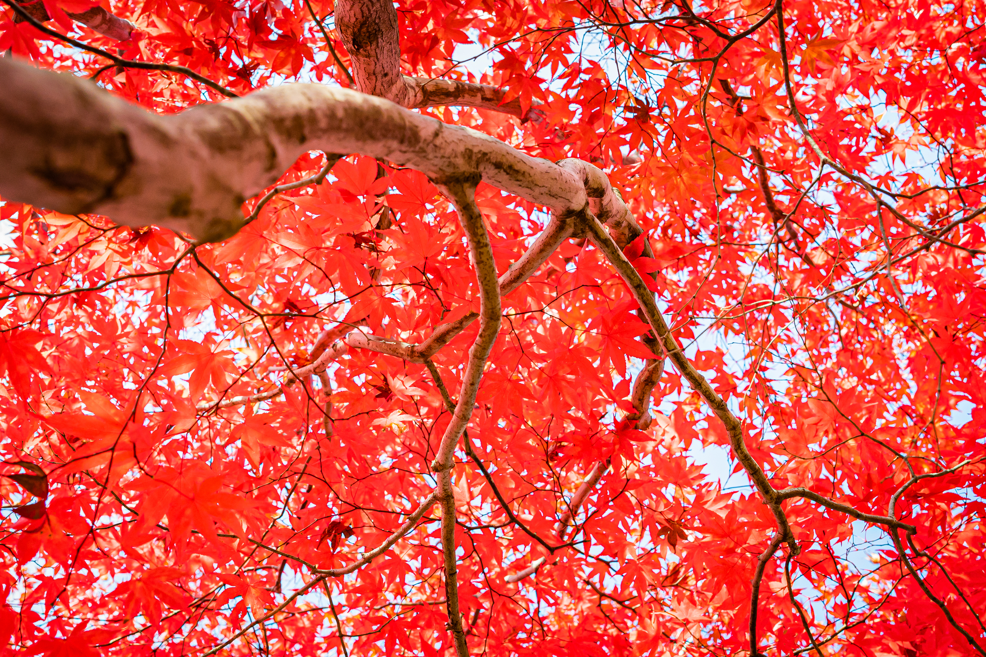 北海道札幌市清田区の紅葉名所一覧