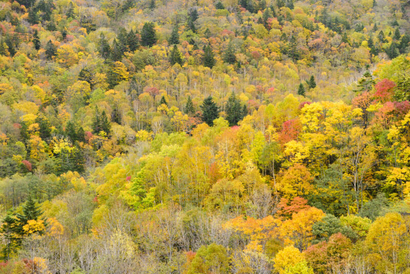 北海道札幌市南区の紅葉名所一覧