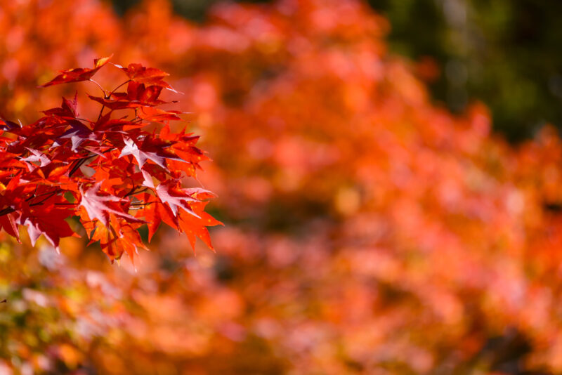 北海道鹿追町の紅葉名所一覧