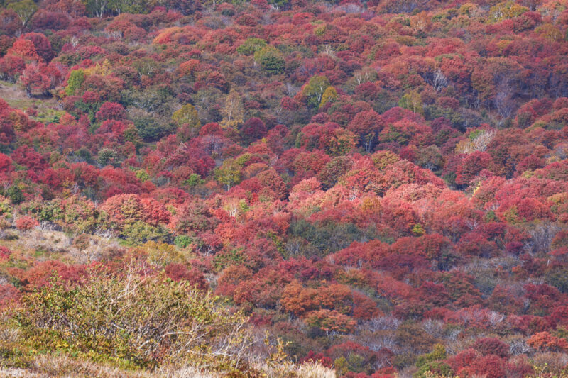 北海道苫小牧市の紅葉名所一覧