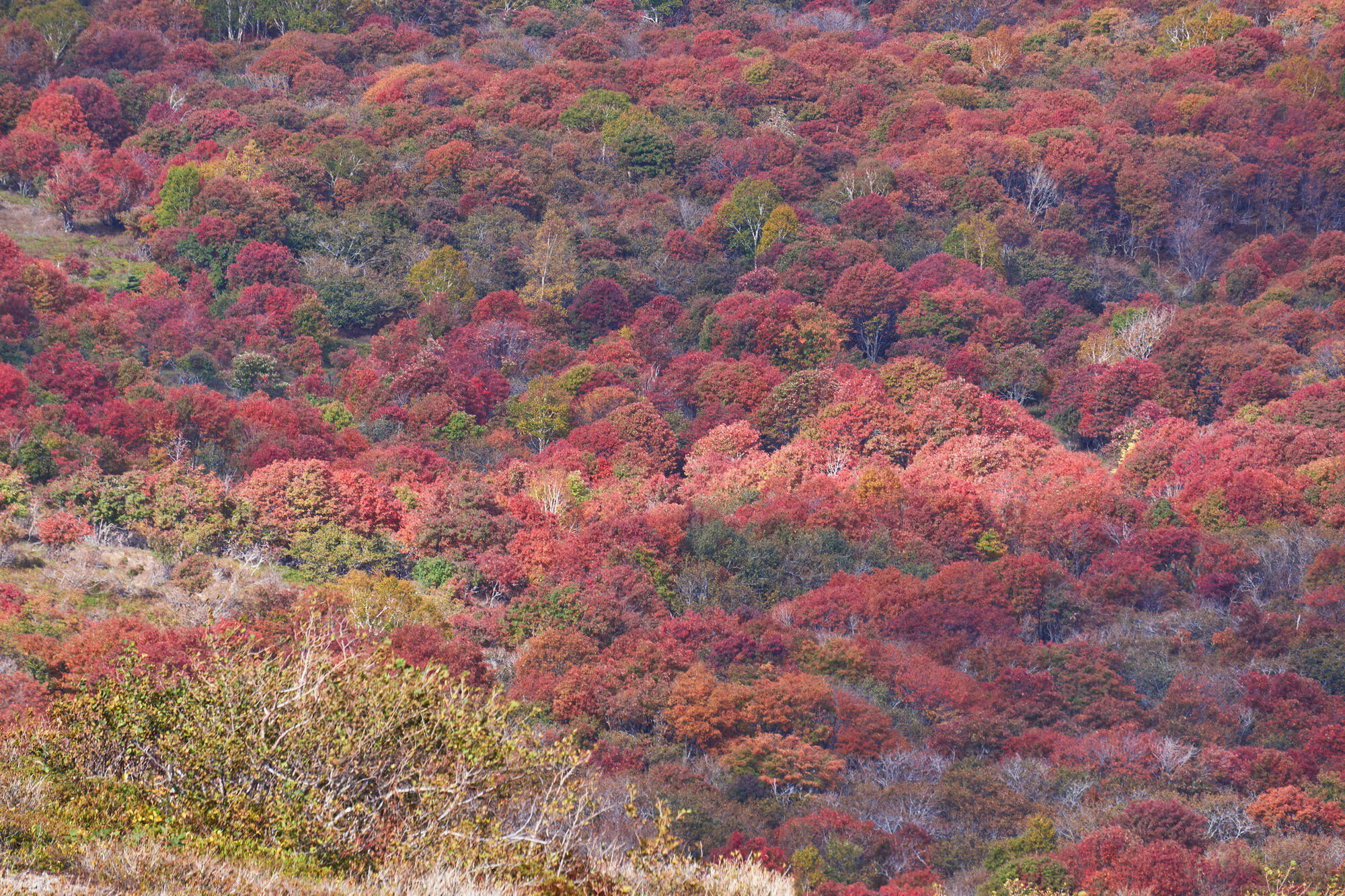 北海道苫小牧市の紅葉名所一覧