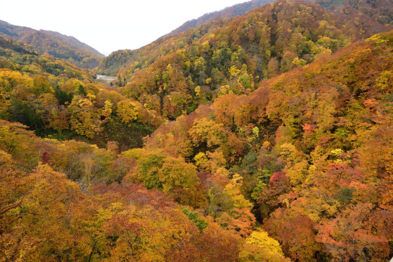 北海道八雲町の紅葉名所一覧