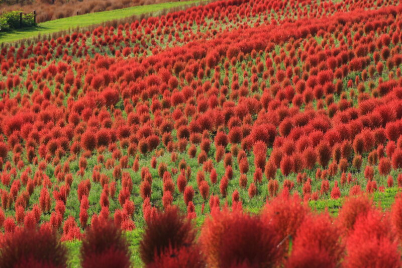 北海道由仁町の紅葉名所一覧