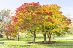 前田森林公園