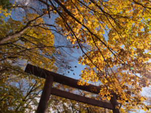 円山公園の紅葉