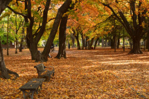 円山公園の紅葉