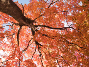 円山公園の紅葉