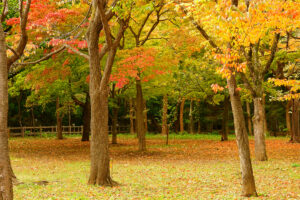 円山公園の紅葉