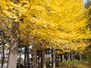 西岡公園の紅葉