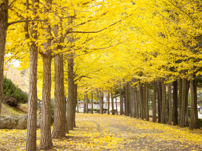 西岡公園の紅葉