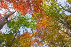 野幌森林公園の紅葉