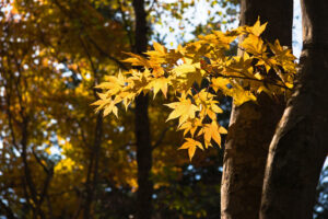 野幌森林公園の紅葉