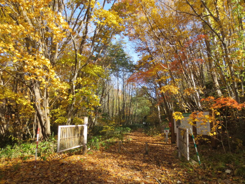 野幌森林公園の紅葉