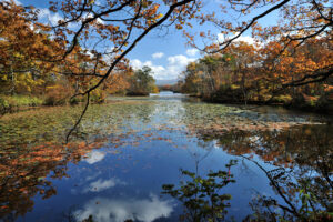 錦大沼公園の紅葉