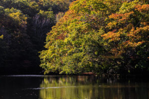 錦大沼公園の紅葉