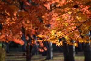 緑ヶ丘公園