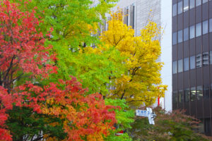 大通公園の紅葉