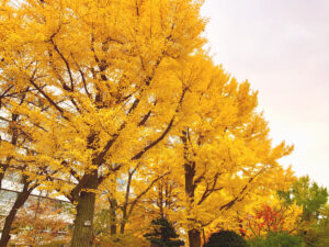 大通公園の紅葉